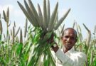Need to mainstream millets to improve India’s nutrition outcomes: Prahlad Singh Patel