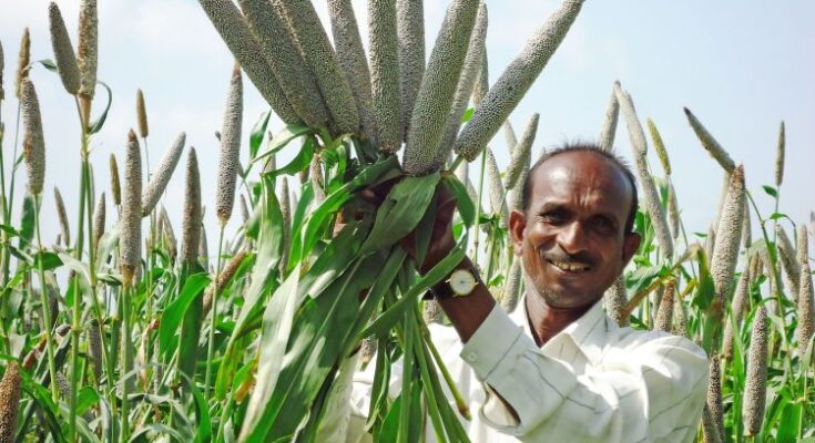 Govt to roll out programs popularising millets and other nutri-cereals