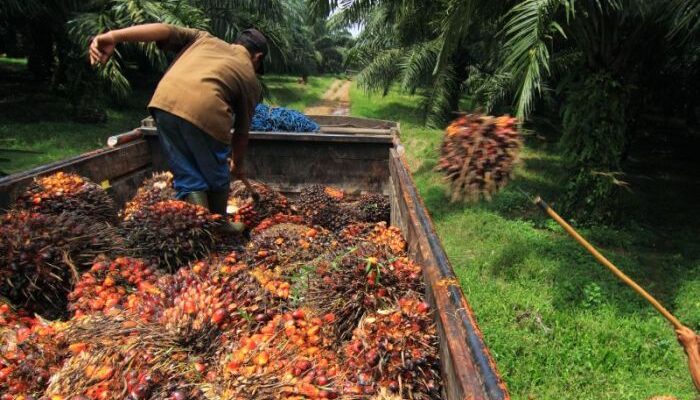 3F Oil Palm to invest INR 250 Cr to set up integrated oil palm factory in Arunachal Pradesh