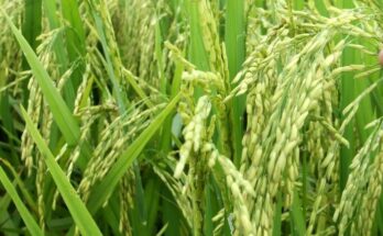 Hybrid rice complements weather conditions of India