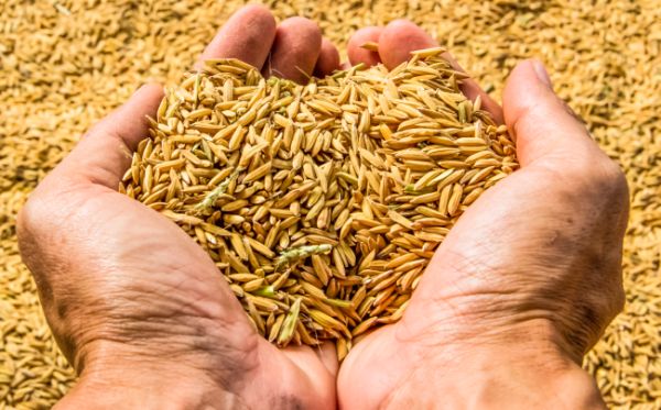 Rice procurement estimated at 518 lakh MT during Kharif Marketing Season 2022-23