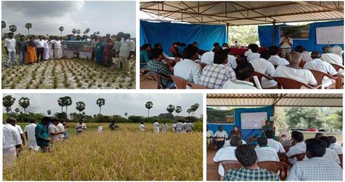 Community seed banks traces and restores heritage rice varieties in Tamil Nadu