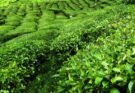 How Indian Tea Industry could make a model for a sustainable future? Read the expert…