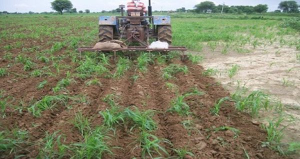 Laser levelling and ridge furrow in pearl millet increase yield in MP