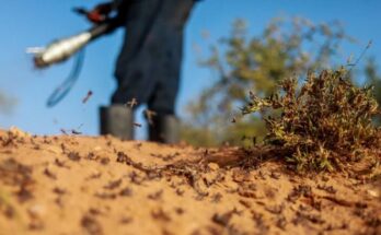 FAO Feature: How Somalia used biopesticides to win against desert locusts