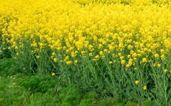 GEAC approval to GM mustard paves way for transformation of Indian agriculture