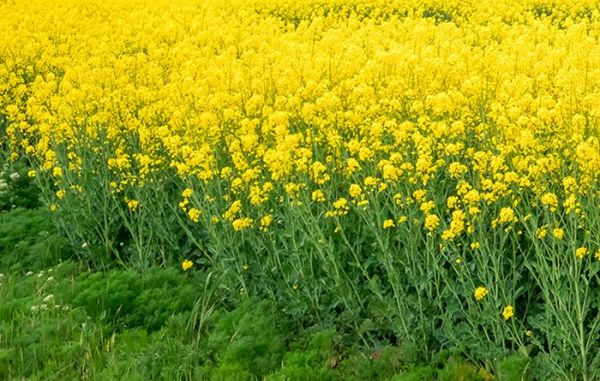 GEAC approval to GM mustard paves way for transformation of Indian agriculture