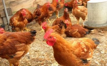 ICAR-NIHSAD transfers technology of H9N2 vaccine for chickens for commercial production
