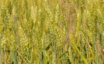 India promotes heat-resistant variety of wheat to tackle adverse impact of heat waves