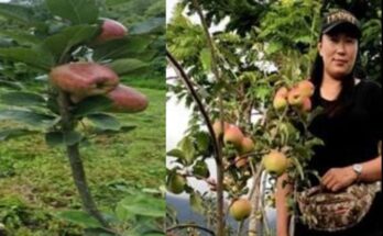 Shimray, the farmprenuer icon of North East inspires farmers to take apple cultivation in the region
