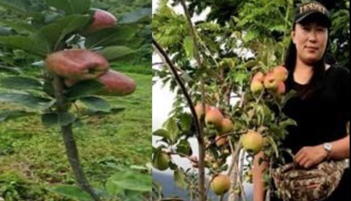 Shimray, the farmprenuer icon of North East inspires farmers to take apple cultivation in the region