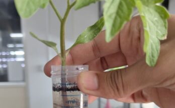 BioPrime AgriSolutions receives patent for novel bio-formulation to manage abiotic stress in plants