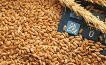 FCI to sale 25 LMT wheat under Open Market Sale Scheme from Feb 1 to curb rising prices