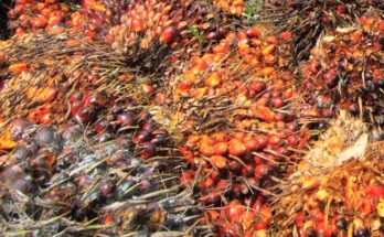 Godrej Agrovet gets IPOS certificate for sustainable practices in oil palm business