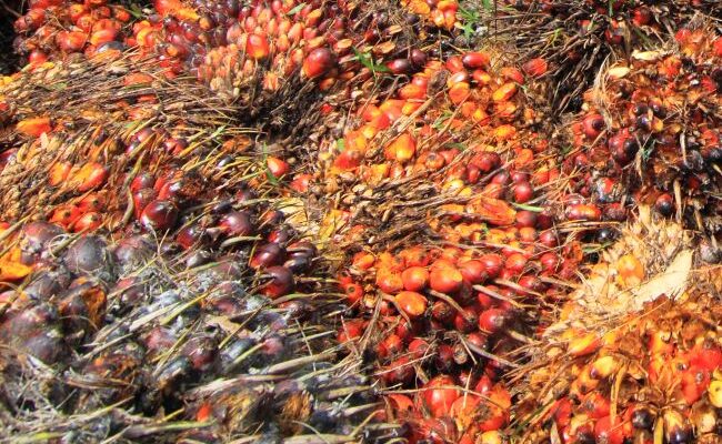 Godrej Agrovet gets IPOS certificate for sustainable practices in oil palm business