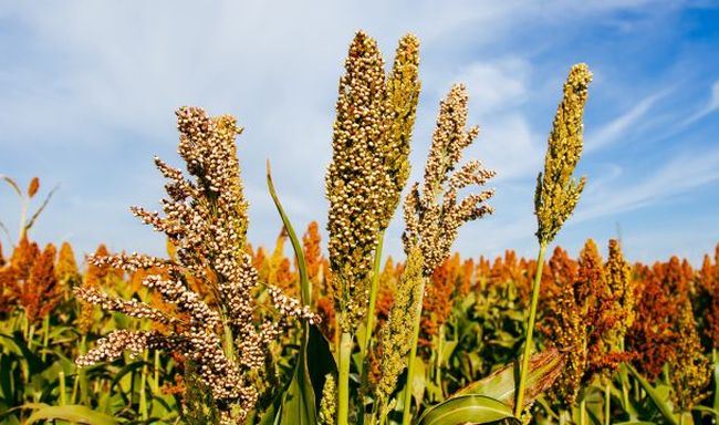 IYOM2023: Huge potential for farmers, consumers by strengthening millet value chain