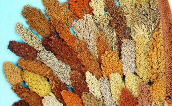 Indian delegation visits Nigeria for taking South-South Cooperation on millets to next stage