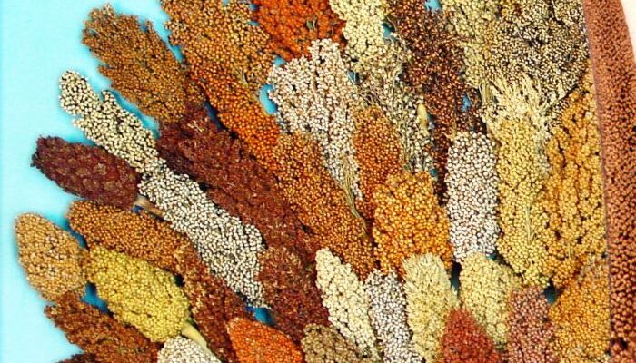 Indian delegation visits Nigeria for taking South-South Cooperation on millets to next stage