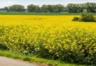 Why adoption of GM mustard is necessary in India?