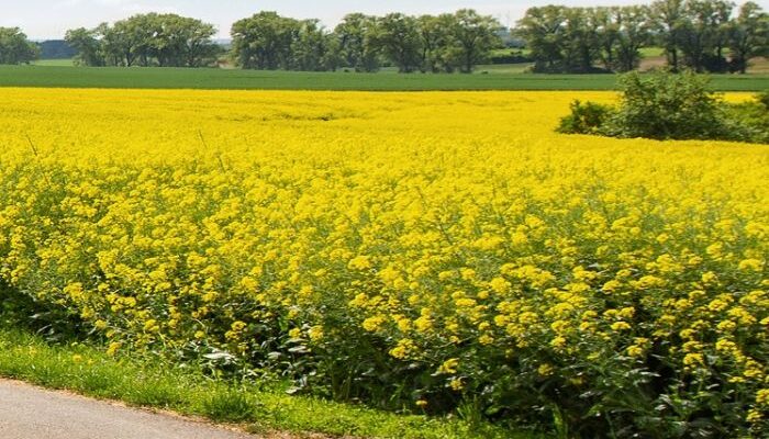 Why adoption of GM mustard is necessary in India?