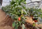 Cluster development programme can transform horticulture and farmers’ lives