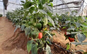 Cluster development programme can transform horticulture and farmers’ lives