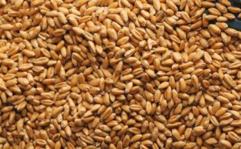 Food Corporation of India sells 18.05 LMT wheat in open market in 3 e-auctions