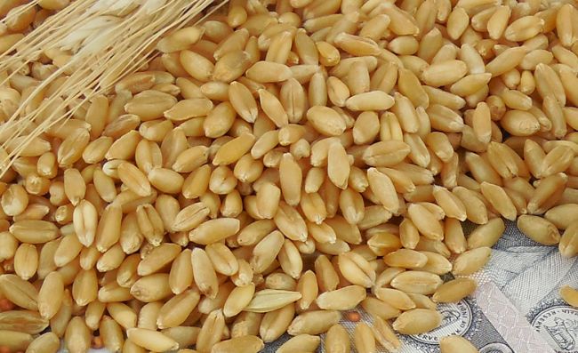 Food Corporation of India sells 9.2 LMT of wheat in 2 days of e-auction