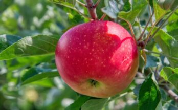 IG International and Agrograde form JV to empower fruit producers