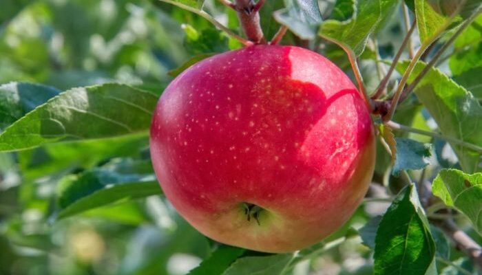 IG International and Agrograde form JV to empower fruit producers
