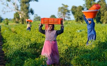 Agriculture employs highest estimated percentage of female workers: Government Report