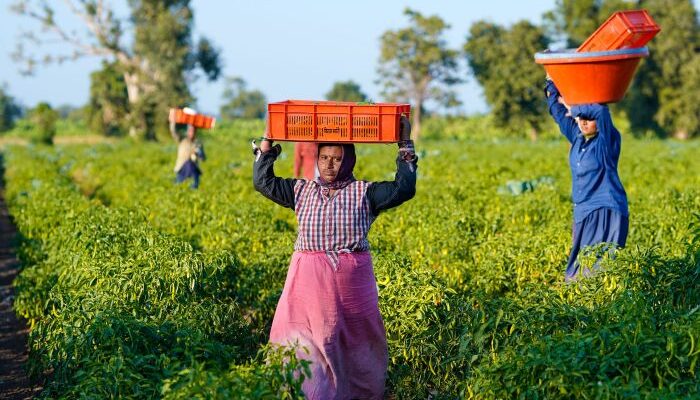 Agriculture employs highest estimated percentage of female workers: Government Report