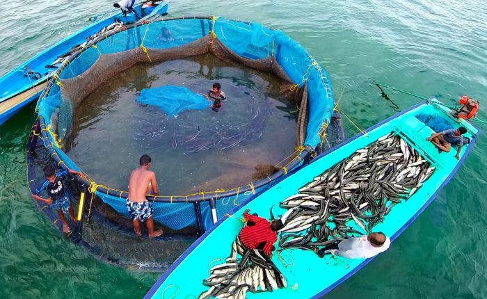 Mariculture offers bright business prospect for India's coastal region:  CMFRI study - Agriculture Post