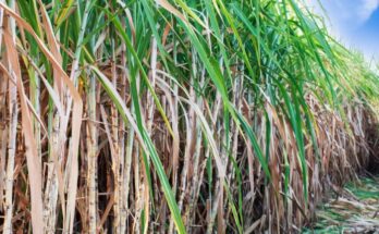 Sugar industry calls for mechanisation in sugarcane agriculture