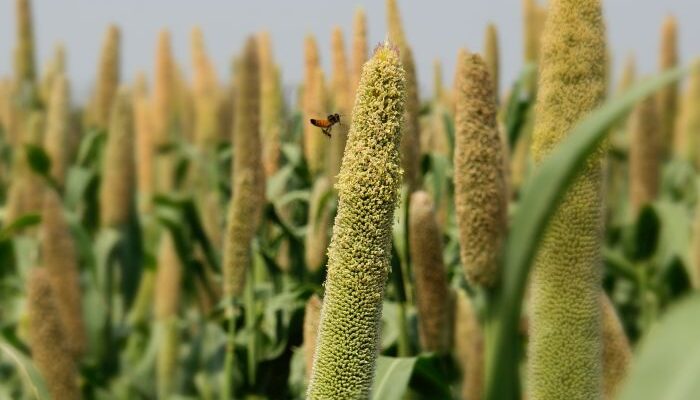 ‘Shree anna’ millets to bring prosperity to farmers and people