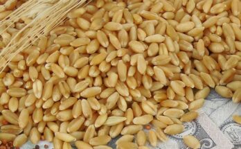 FCI and other government agencies make 25.2 million tonnes of wheat procurement by May, 9