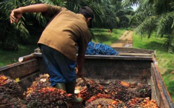 Godrej Agrovet, SBI to launch finance offering for Indian oil palm farmers