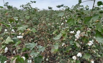 Godrej Agrovet launches umbrella brand PYNA for herbicides protecting cotton crops