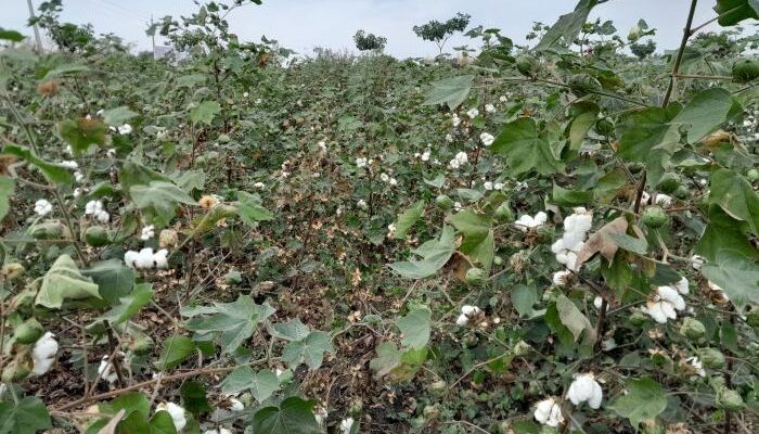 Godrej Agrovet launches umbrella brand PYNA for herbicides protecting cotton crops