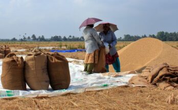 India’s foodgrain production is estimated at 330.5 million tonnes in 2022-23: Third Advance Estimates