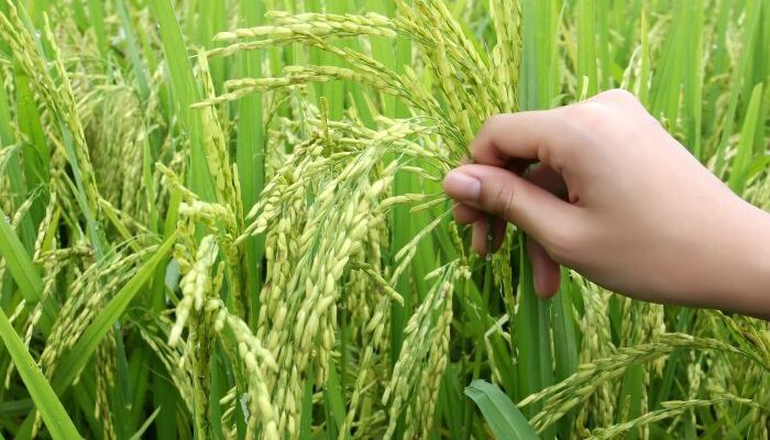 Syngenta and FMC to commercialise Tetflupyrolimet herbicide to transforms grass weed control in rice in Asia