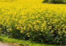 Why does India need to go with GM mustard?