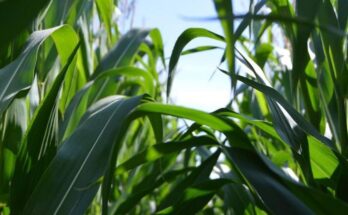 Cargill, TechnoServe partner to bring 25,000 acres of maize farms under regenerative agriculture program