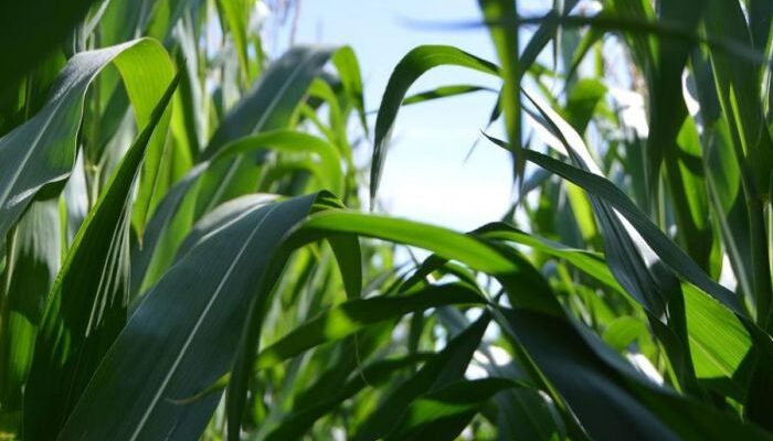 Cargill, TechnoServe partner to bring 25,000 acres of maize farms under regenerative agriculture program