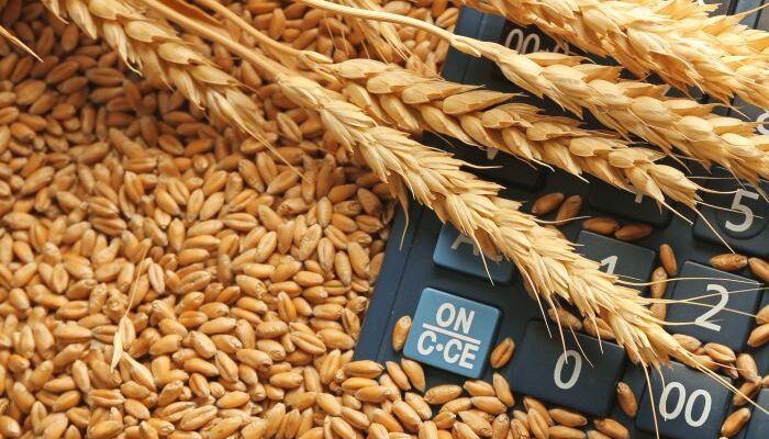 Wheat prices to rally further in this season in India