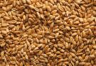 Wheat procurement crosses 260 LMT mark in Rabi Marketing Season 2023-24 till date