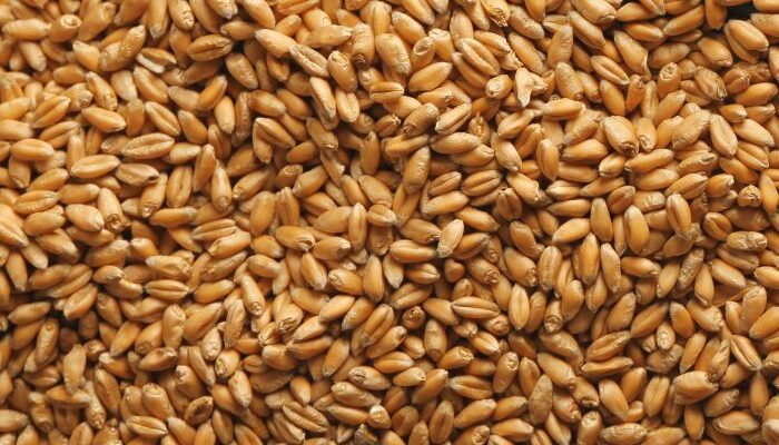 Wheat procurement crosses 260 LMT mark in Rabi Marketing Season 2023-24 till date