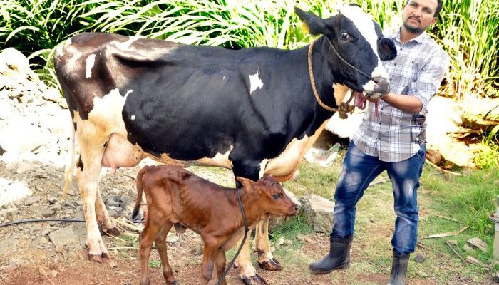 Birth of female calf through IVF embryo transplant brings promise of prosperity for the farmer in Sangli