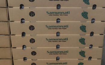 Samunnati facilitates farm-gate procurement and direct grape export to the Netherlands