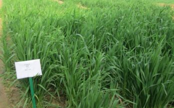 ICAR conducts successful trials of nano fertilisers at various locations
